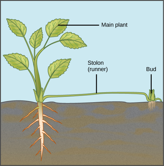 A ilustração mostra uma planta madura. Um corredor brota da base da planta e corre pelo solo. Um broto e um sistema radicular adventício se formam a partir do corredor.