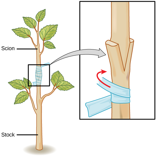 L'illustration montre le tronc d'un jeune arbre qui a été fendu. La partie supérieure d'un jeune arbre différent est coincée dans la fente et collée avec du ruban adhésif afin que les deux parties puissent pousser ensemble.