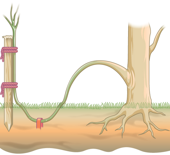 A ilustração mostra uma planta com um caule que foi curvado e enterrado sob o solo. Uma estaca segura a ponta do caule para que ela possa formar uma nova planta vertical.