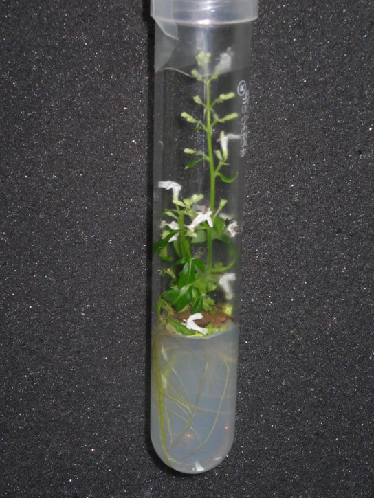 La photo montre une plante poussant dans un tube à essai.