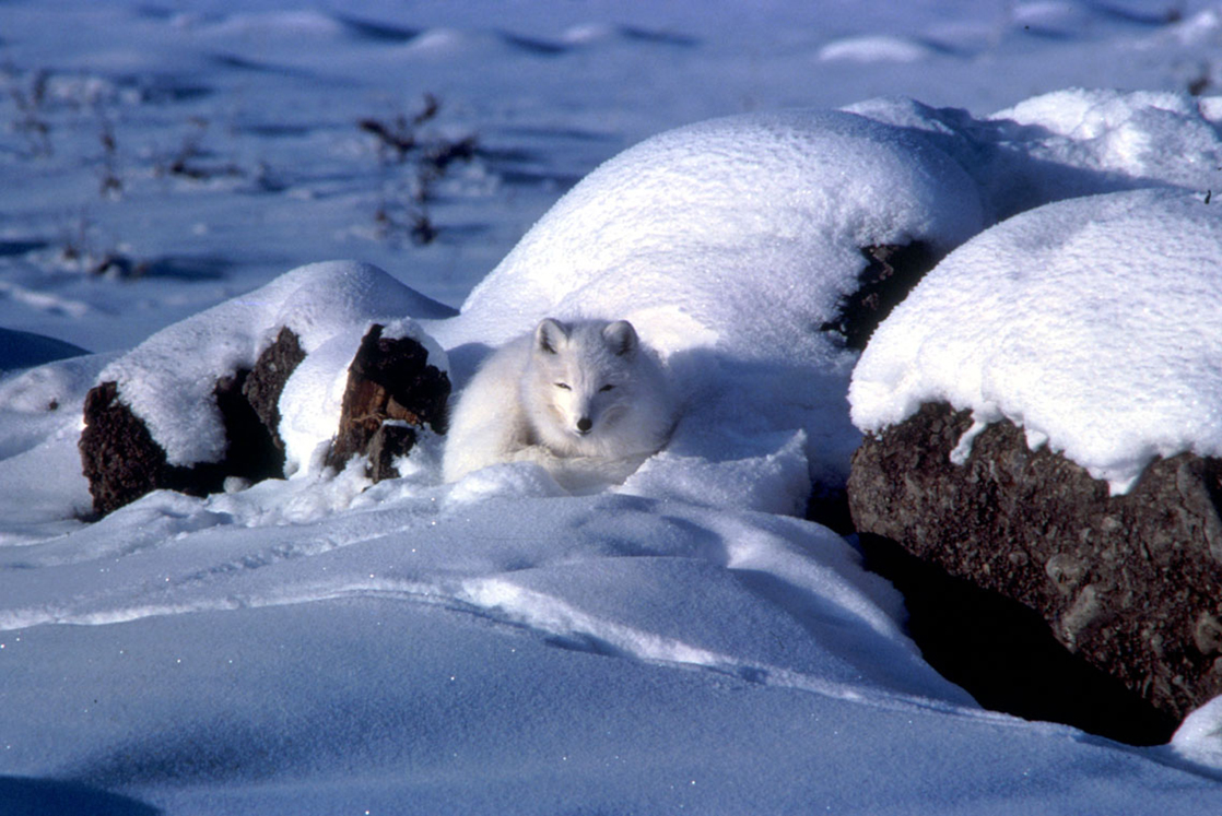 照片显示了一只与雪融为一体的白色北极狐。