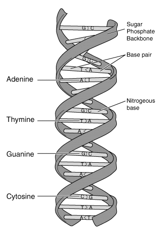 DNA And The Genome - Biology LibreTexts