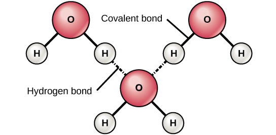 Diagram showing hydrogen bonds formed between adjacent water molecules.