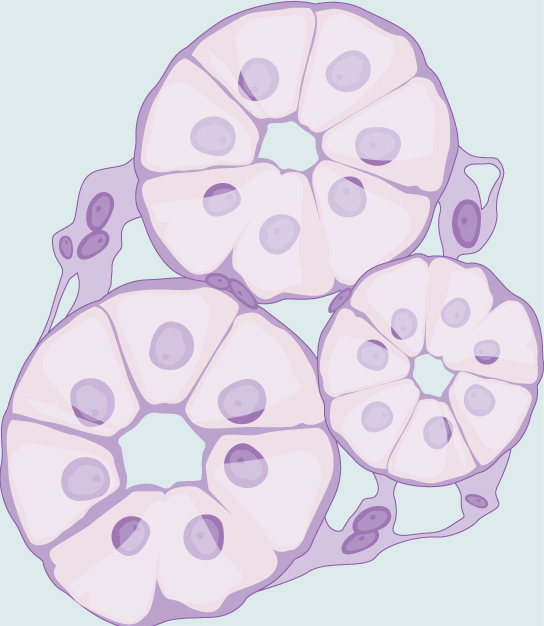 插图显示了形状像馅饼片的细胞，排列成一个圆圈。 圆圈的中心是空的。 这些细胞圈中有三个聚集在一起。