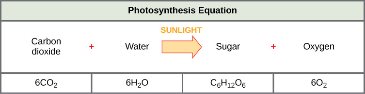 Photosynthesis converts carbon dioxide and water to sugar and oxygen using energy from the sun.