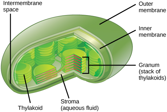 Esta ilustración muestra un cloroplasto, el cual tiene una membrana externa y una membrana interna. El espacio entre las membranas externa e interna se denomina espacio intermembrana. Dentro de la membrana interna hay estructuras planas parecidas a panqueques llamadas tilacoides. Los tilacoides forman pilas llamadas grana. El líquido dentro de la membrana interna se llama estroma, y el espacio dentro del tilacoide se llama el espacio tilacoide.
