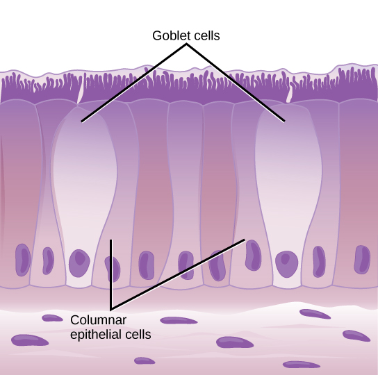 يُظهر الرسم التوضيحي خلايا عمودية طويلة مرتبة جنبًا إلى جنب. تحتوي كل خلية على نواة تقع بالقرب من القاع، وأهداب تمتد من الأعلى. تتخلل الخلايا الظهارية العمودية خليتان من الكأس البيضاوية. تتلامس الخلايا الكأسية، وهي أقصر من الخلايا العمودية، بشكل مباشر مع التجويف المعوي. تحت الخلايا العمودية توجد طبقة من الخلايا الأفقية.