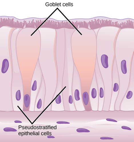 La ilustración muestra celdas columnares dispuestas una al lado de la otra. Las celdas son anchas en la parte superior y delgadas en la parte inferior. Las células columnares más cortas se intercalan entre la parte inferior y delgada de las células columnares altas. Algunas de estas células se extienden hasta la superficie del epitelio, pero son muy delgadas en la parte superior. Los núcleos de las células columnares altas se localizan cerca de la parte superior, y los núcleos de las células columnares más cortas se localizan cerca del fondo, dando la apariencia de dos capas de células. Los cilios se extienden desde la parte superior de las células columnares altas. Las células caliciformes ovales se intercalan entre las células epiteliales columnares. Debajo de las celdas columnares hay una capa de celdas horizontales.