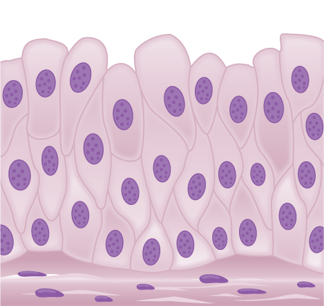 L'illustration montre de hautes cellules en forme de losange superposées.
