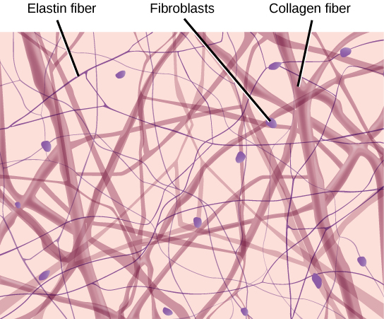 L'illustration montre des fibres épaisses de collagène et de fines fibres d'élastine tissées ensemble de manière lâche en un réseau irrégulier. Des fibroblastes ovales sont répartis entre les fibres.