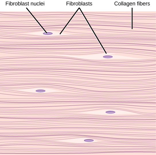 La ilustración muestra fibras de colágeno paralelas tejidas firmemente juntas. Intercalados entre las fibras de colágeno se encuentran fibroblastos largos y delgados.