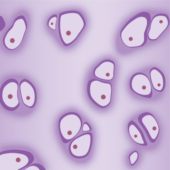 La ilustración muestra pares de condrocitos incrustados en una matriz. Las partes de las celdas que se enfrentan entre sí son planas y las superficies exteriores son redondeadas. Cada célula tiene un núcleo pequeño y redondeado.