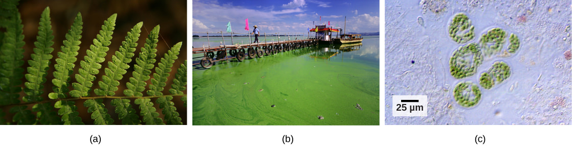 Ejemplos de organismos fotosintéticos. Una hoja de helecho (a), algas que cubren la superficie de un lago (b) y una vista microscópica de bacterias fotosintéticas (c).