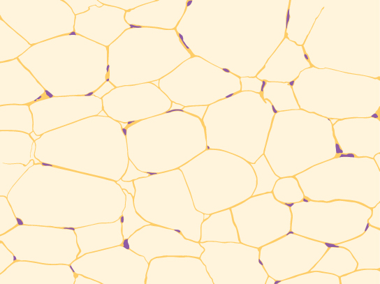 La ilustración muestra células de forma irregular con pequeños núcleos agrupados junto a la membrana externa de la célula.