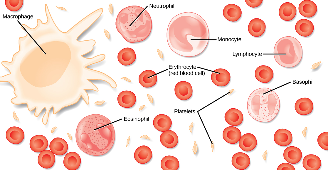 Différents types de cellules sanguines sont présentés. Les globules rouges sont en forme de disque, avec une empreinte centrale. Les plaquettes sont beaucoup plus petites que les globules rouges, étroites et longues. Les neutrophiles, les éosinophiles, les lymphocytes, les monocytes et les basophiles ont tous environ trois fois le diamètre d'un globule rouge et sont ronds. Ils diffèrent par la forme du noyau et par la présence ou l'absence de granules dans le cytoplasme. Les macrophages, qui constituent le type cellulaire le plus important, possèdent des pseudopodes qui leur donnent une forme irrégulière.