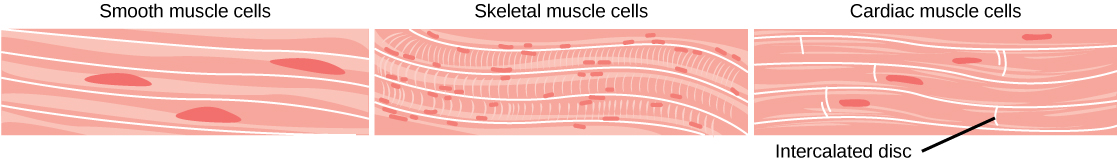 Las células del músculo liso son largas y están dispuestas en bandas paralelas. Cada célula tiene un núcleo largo y estrecho. Las células del músculo esquelético también son largas pero tienen estrías a través de ellas y muchos núcleos pequeños por célula. Los músculos cardíacos son más cortos que las células del músculo liso o esquelético, y cada célula tiene un núcleo.