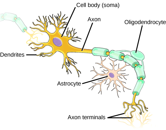L'illustration montre un neurone dont le corps cellulaire est ovale. Les dentrites en forme de branches s'étendent sur trois côtés du corps. Un axone long et fin part du quatrième côté. À l'extrémité de l'axone se trouvent des terminaisons semblables à des branches. Une cellule appelée oligodendrocyte se développe le long de l'axone. Les projections des oligodendrocytes s'enroulent autour de l'axone, formant une gaine de myéline. Les espaces entre les parties de la gaine sont appelés nœuds de Ranvier. Une autre cellule appelée astrocyte se trouve le long de l'axone.