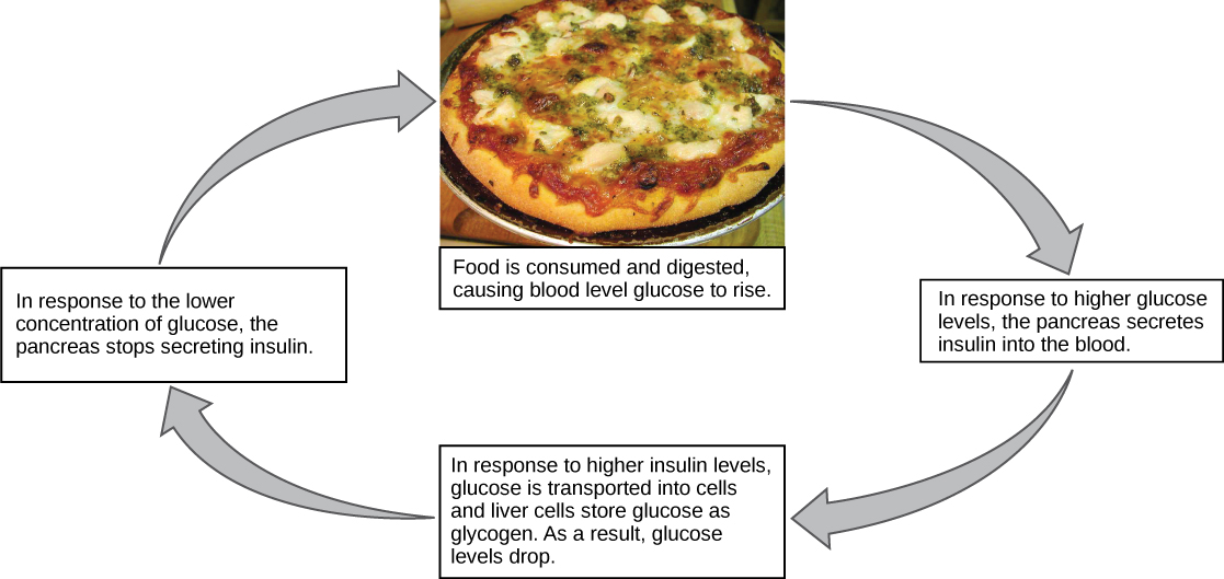 La ilustración muestra la respuesta al consumo de una comida. Cuando se consumen y digieren los alimentos, los niveles de glucosa en sangre aumentan. En respuesta a la mayor concentración de glucosa, el páncreas secreta insulina a la sangre. En respuesta a los mayores niveles de insulina en la sangre, la glucosa se transporta a muchas células del cuerpo. Las células hepáticas almacenan la glucosa como glucógeno. Como resultado, los niveles de azúcar en la sangre bajan. En respuesta a la menor concentración de glucosa, el páncreas deja de secretar insulina.