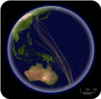 Godwit migration route