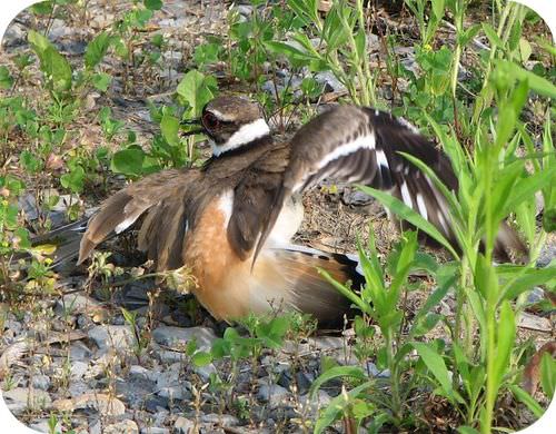 This mother killdeer is pretending she has a broken wing in order to protect her chicks