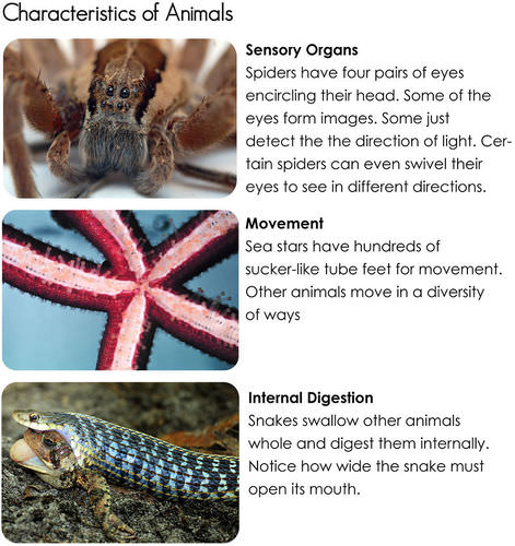 Animal characteristics.