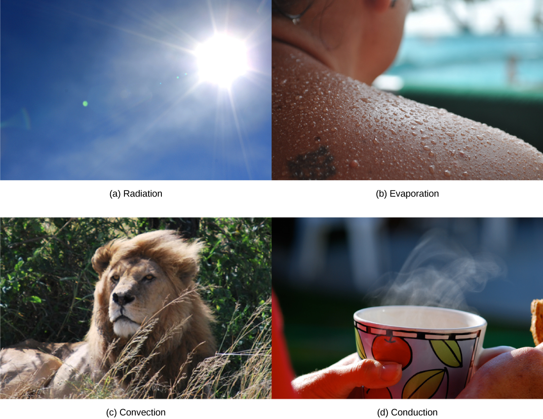 La foto A muestra el sol. La foto B muestra a una persona sudorosa. La foto C muestra a un león con su melena soplando en el viento. La foto D muestra a una persona sosteniendo una bebida caliente humeante.