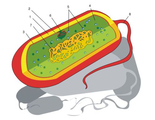 Parts of a prokaryotic cell