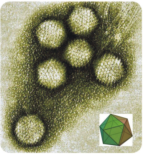 Adenovirus is a icosahedral virus