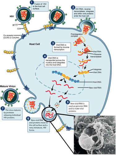Life cycle of HIV