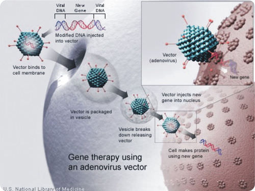 Technique for conducting gene therapy using the Adenovirus vector