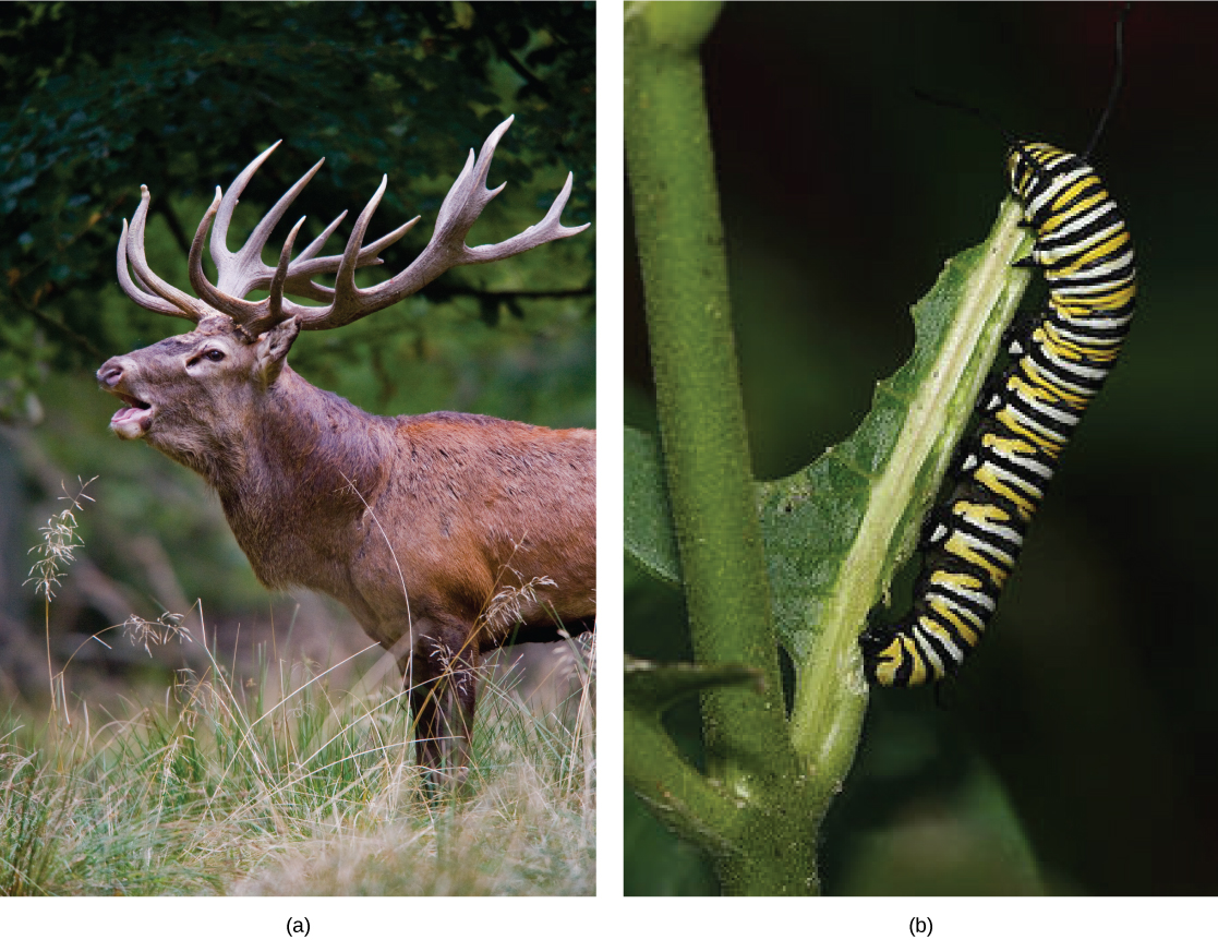 La photo de gauche montre un chevreuil avec des bois. La photo de droite montre une chenille rayée noire, jaune et blanche mangeant une feuille.