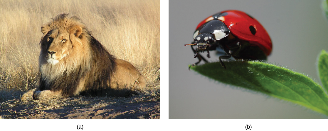 La foto superior muestra a un león. La foto de abajo muestra a una mariquita.