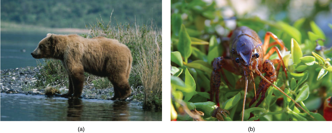 La photo du haut montre un ours. La photo du bas montre une écrevisse.