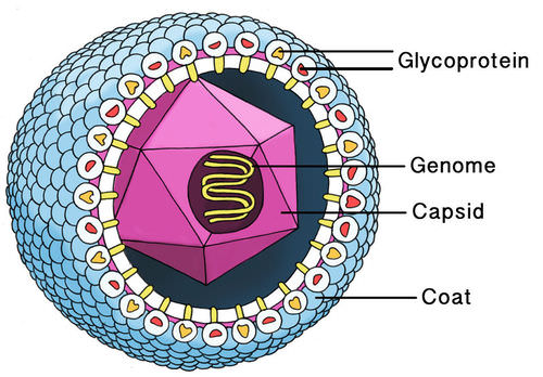 Diagram of a cytomegalovirus
