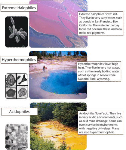 Archaea are specialized to live in extreme environments
