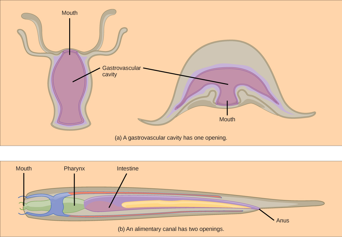 La parte A muestra una hidra, que tiene un cuerpo en forma de jarrón con tentáculos alrededor del borde. La boca de la hidra se encuentra entre los tentáculos, en la parte superior del jarrón. Al lado de la hidra se encuentra una medusa de medusa, la cual tiene forma de campana con tentáculos que cuelgan del borde de la campana. La boca, en la parte media inferior del cuerpo, se abre hacia la cavidad gastrovascular. La parte B muestra un nematodo, que tiene un cuerpo largo, similar a un tubo que es ancho en un extremo y se estrecha hasta una cola en el otro. La boca está en el centro del extremo ancho. Se abre a un esófago, luego a una faringe. La faringe se vacía en un intestino largo, que termina en el ano a corta distancia antes de la cola.