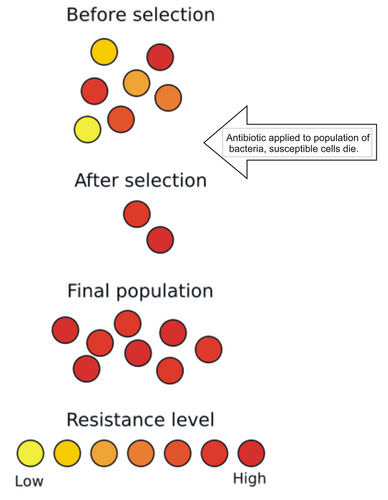 Evolution of antibiotic resistance in bacteria