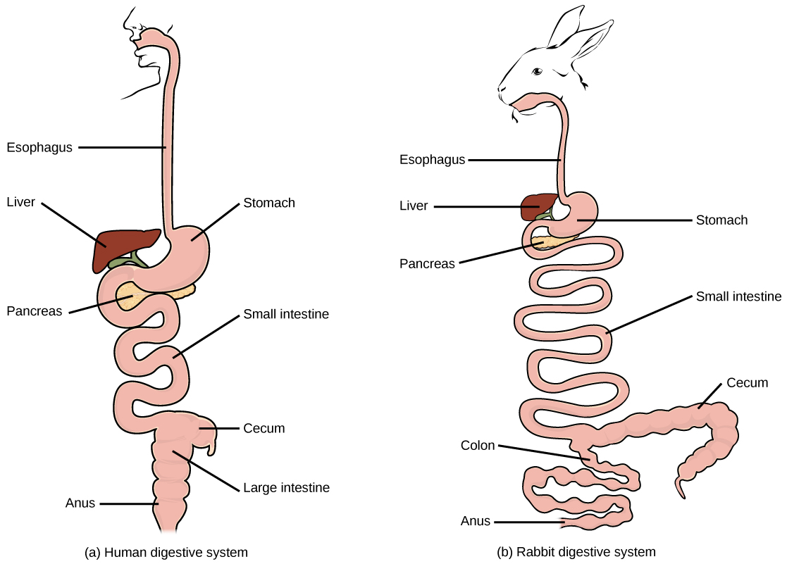 人类和兔子消化系统的基本组成部分是相同的：每种成分都从口腔开始。 食物通过食道吞入肾形胃中。 肝脏位于胃的顶部，胰腺位于胃的下方。 食物从胃传递到长而曲折的小肠。 它从那里进入宽大肠，然后通过肛门。 在小肠和大肠的交界处有一个叫做 cecum 的小袋。 兔子的小肠和大肠比人类长得多，盲肠也长得多。