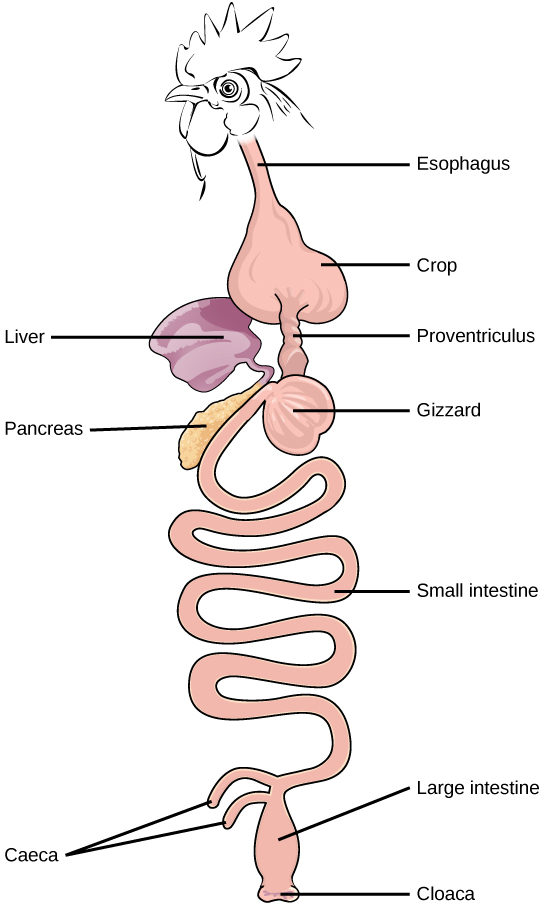 Illustration shows an avian digestive system. Food is swallowed through the esophagus into the crop, which is shaped like an upside-down heart. From the bottom of the crop food enters a tubular proventriculus, which empties into a spherical gizzard. From the gizzard, food enters the small intestine, then the large intestine. Waste exits the body through the cloaca. The liver and pancreas are located between the crop and gizzard. Rather than a single cecum, birds have two caeca at the junction of the small and large intestine.