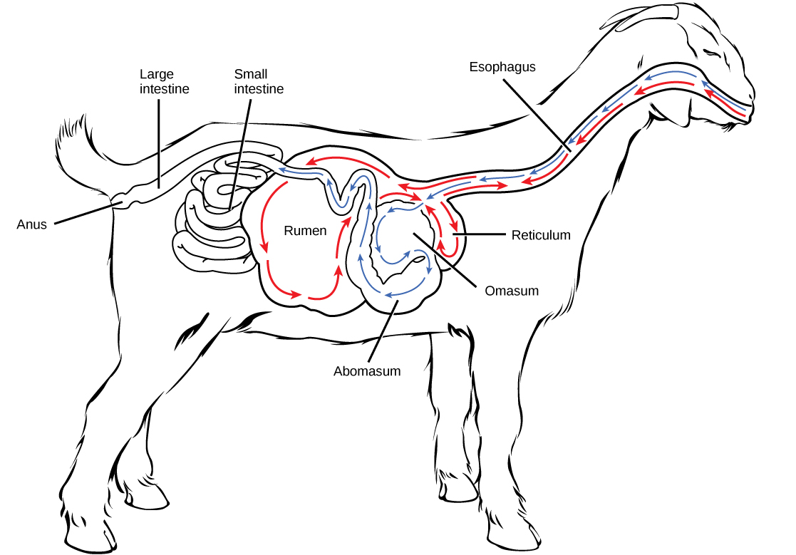 L'illustration montre le système digestif d'une chèvre. La nourriture passe de la bouche, de l'œsophage et du rumen. Il circule dans le rumen dans le sens des aiguilles d'une montre, puis se déplace vers l'avant et vers le bas dans le petit réticulum en forme de poche. À partir du réticulum, la nourriture, qui est maintenant bouillie, est régurgitée. L'animal mâche la boue, puis l'avale dans l'omasum enroulé, qui se trouve entre le réticulum et le rumen. Après avoir circulé dans l'omasum, les aliments pénètrent dans l'intestin grêle, puis dans le gros intestin. Les déchets sont excrétés par l'anus.