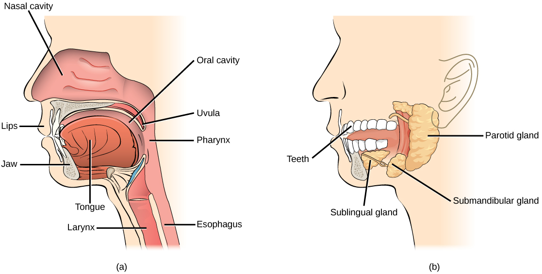 La ilustración A muestra las partes de la cavidad oral humana. La lengua descansa en la parte inferior de la boca. El colgajo que cuelga de la parte posterior de la boca es la úvula. La vía aérea detrás de la úvula, llamada faringe, se extiende hasta las fosas nasales y hacia abajo hasta el esófago, que comienza en el cuello. La ilustración B muestra las dos glándulas salivales, las cuales se encuentran debajo de la lengua, la sublingual y la submandibular. Una tercera glándula salival, la parótida, se encuentra detrás de la faringe.