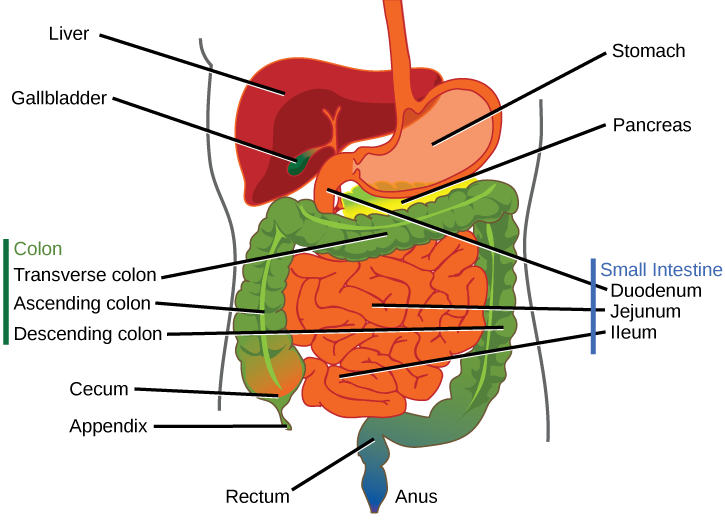 L'illustration montre le système digestif inférieur humain, qui commence par l'estomac, un sac situé au-dessus du gros intestin. L'estomac se jette dans l'intestin grêle, qui est un long tube très plié. Le début de l'intestin grêle s'appelle le duodénum, la partie centrale longue est appelée jéjunum et l'extrémité est appelée iléon. L'iléon se jette dans le gros intestin du côté droit du corps. Sous la jonction du petit et du gros intestin se trouve une petite poche appelée caecum. L'appendice se trouve à l'extrémité inférieure du caecum. Le gros intestin remonte le côté gauche du corps, traverse le haut de l'intestin grêle, puis descend le long du côté droit du corps. Ces parties du gros intestin sont appelées côlon ascendant, côlon transverse et côlon descendant, respectivement. Le gros intestin se jette dans le rectum, qui est relié à l'anus. Le pancréas est intercalé entre l'estomac et le gros intestin. Le foie est un organe triangulaire situé au-dessus et légèrement à droite de l'estomac. La vésicule biliaire est un petit bulbe situé entre le foie et l'estomac.