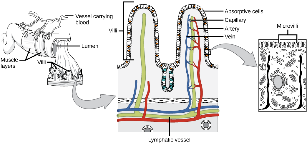 La ilustración muestra una sección transversal del intestino delgado, la luz, o dentro del cual tiene muchas proyecciones similares a los dedos llamadas vellosidades. Las capas musculares se envuelven alrededor del exterior del intestino y los vasos sanguíneos interactúan con la capa muscular. Una reventada muestra que los capilares y vasos linfáticos viajan hacia arriba dentro de las vellosidades. La superficie de cada vellosidad está cubierta con microvellosidades finas.