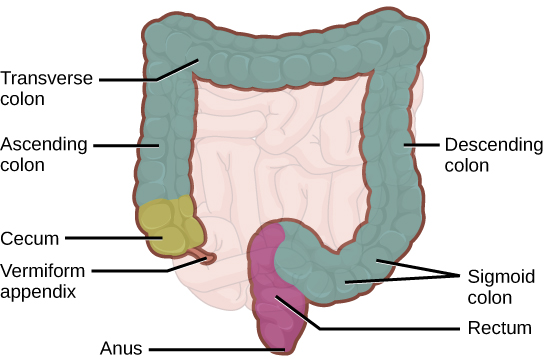 插图显示了大肠的结构，大肠从上升结肠开始。 上升结肠下方是盲肠。 vermiform 阑尾是盲肠底部的一个小投影。 上升结肠从身体右侧向上移动，然后变成横结肠。 在身体的左侧，大肠再次变成下降的结肠。 在底部，下降的结肠向上弯曲；这部分肠道被称为乙状结肠。 乙状结肠排入直肠。 直肠直向下移动，直至肛门。