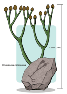 And early vascular plant, Cooksonia