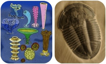 Illustration of reef-building sponges, and a fossil of a trilobite