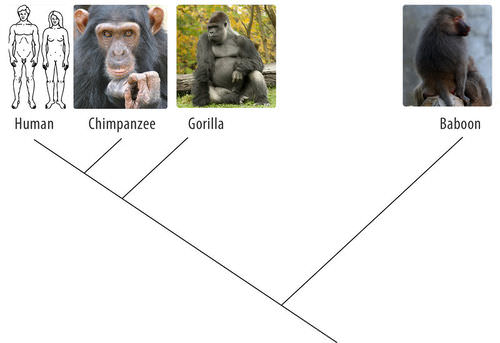 Cladogram of humans, chimpanzees, gorillas, and babbons