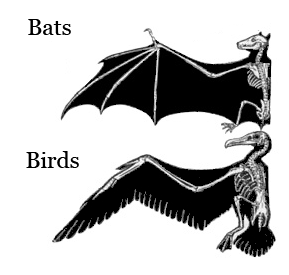 Крила кажанів і птахів - аналогічні структури