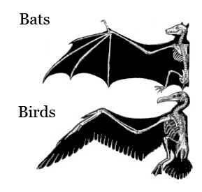 Wings of bats and birds are analogous structures