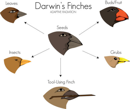 Galapagos finches' beak size and shape